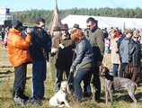 wye niemiecki, spinone italiano