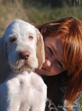 wye niemiecki, spinone italiano