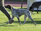 wye niemiecki, spinone italiano