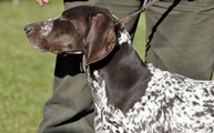 wye niemiecki, spinone italiano