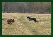 wye niemiecki, spinone italiano