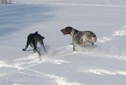 wye niemiecki, spinone italiano