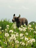 wye niemiecki, spinone italiano