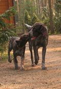 wye niemiecki, spinone italiano