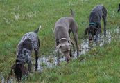 wye niemiecki, spinone italiano