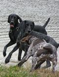 wye niemiecki, spinone italiano