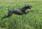 wye niemiecki, spinone italiano