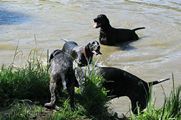 wye niemiecki, spinone italiano