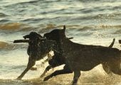 wye niemiecki, spinone italiano