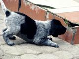 wye niemiecki, spinone italiano