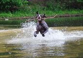 wye niemiecki, spinone italiano