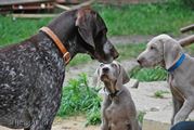 wye niemiecki, spinone italiano