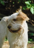 wye niemiecki, spinone italiano