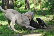 wye niemiecki, spinone italiano