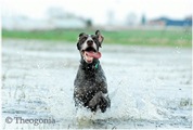 wye niemiecki, spinone italiano