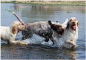 wye niemiecki, spinone italiano
