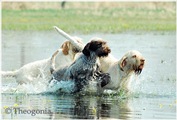 wye niemiecki, spinone italiano