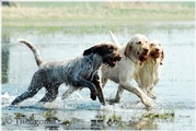 wye niemiecki, spinone italiano