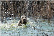 wye niemiecki, spinone italiano