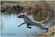 wye niemiecki, spinone italiano