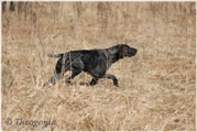 wye niemiecki, spinone italiano