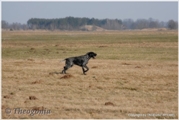 wye niemiecki, spinone italiano