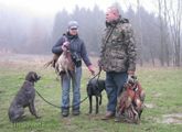 wye niemiecki, spinone italiano