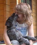 wye niemiecki, spinone italiano