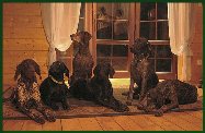 wye niemiecki, spinone italiano