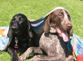 wye niemiecki, spinone italiano