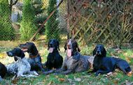 wye niemiecki, spinone italiano