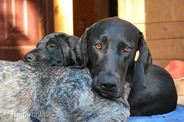 wye niemiecki, spinone italiano