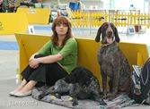 wye niemiecki, spinone italiano
