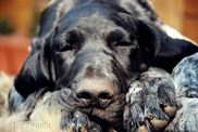 wye niemiecki, spinone italiano