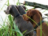 wye niemiecki, spinone italiano