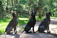 wye niemiecki, spinone italiano