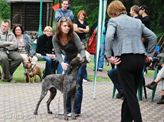 wye niemiecki, spinone italiano