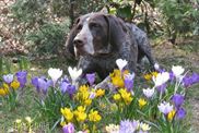 wye niemiecki, spinone italiano