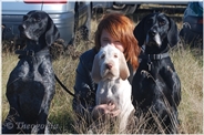 wye niemiecki, spinone italiano