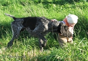 wye niemiecki, spinone italiano