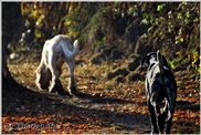 wye niemiecki, spinone italiano