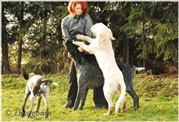 wye niemiecki, spinone italiano