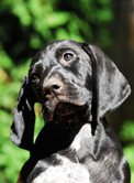 wye niemiecki, spinone italiano