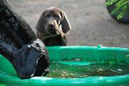 wye niemiecki, spinone italiano