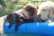wye niemiecki, spinone italiano