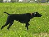wye niemiecki, spinone italiano