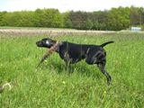 wye niemiecki, spinone italiano