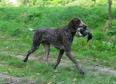 wye niemiecki, spinone italiano
