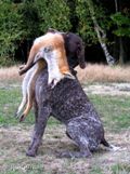 wye niemiecki, spinone italiano