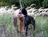 wye niemiecki, spinone italiano